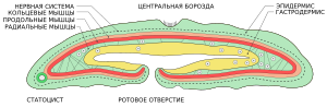 Миниатюра для Файл:Xenoturbella bockii longitudinal section.svg