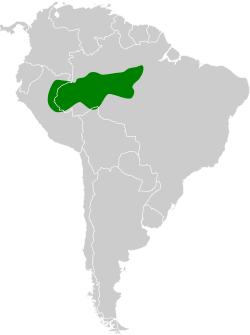 Distribución geográfica del trepatroncos ocelado (excluyendo los grupos chunchotambo y beauperthuysii).