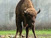 European bison