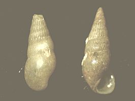 Rissoina decussata