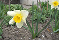 Narcissus × incomparabilis