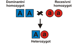 Homozygoti a heterozygot v prvním Mendelově zákoně