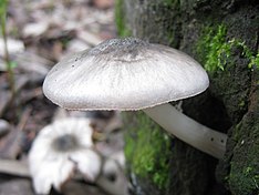 2011-11-12 Pluteus salicinus (Pers.) P. Kumm 181966.jpg