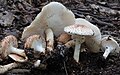 !! Lepiota aspera !!