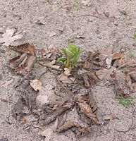 Vaste plant van de aardbei in het voorjaar