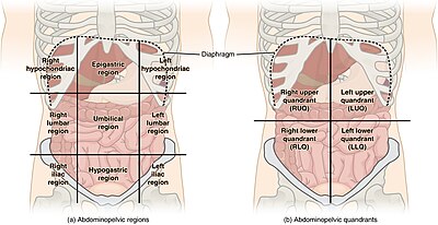 Abdominal regions are used for example to localize pain. Abdominal Quadrant Regions.jpg