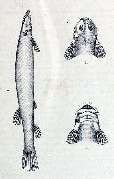 Stegophilus insidiosus