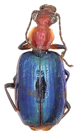 Allocota cyanipennis