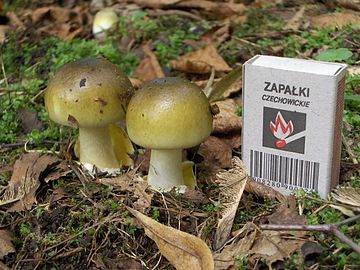 Young "death cap" mushrooms in Poland, with matchbox for scale