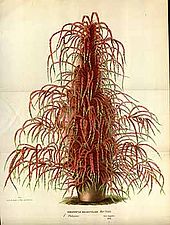 Plante rouge dans un pot avec longues feuilles très fines. Gravure ancienne.