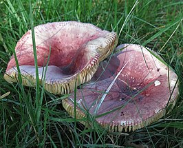 Honingrussula