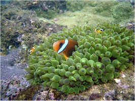 Amphiprion omanensis