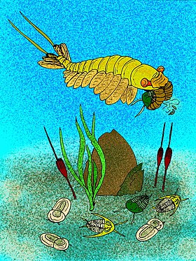 Anomalocaris saron