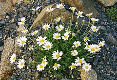 Anthemis cretica[англ.]