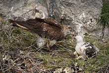 Un Aigle de Bonelli dans son nid avec un aiglon blanc, donnant de la viande à l'aiglon avec son bec.