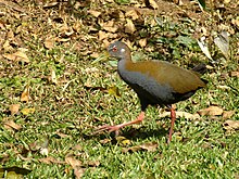 Acura Wiki on Slaty Breasted Wood Rail   Wikipedia  The Free Encyclopedia