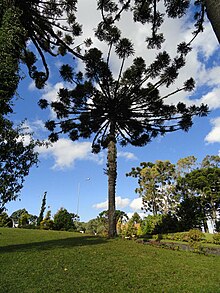 Araucaria-caxias-do-sul.jpg