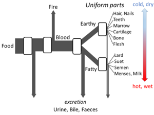 Metabolism: Leroi's open system model. Food is converted to the body's uniform parts and excreted residues. Aristotle's metabolism.png