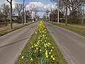 Arnhem-De Laar west, narcissuses at the Brabantweg