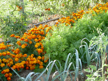 Exemple d'association végétale bénéfique en jardinage.