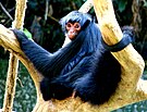 Primate - Wikidata