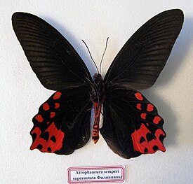 Atrophaneura semperi. Самец, нижняя сторона крыльев