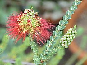 Beaufortia orbifolia