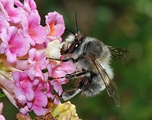 Bee March 2008-14.jpg