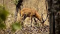 Antilope dans le parc national de Bénoué.