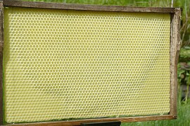 Placă de fundație a unui „fagure artificial” în care albinele au completat deja câteva celule