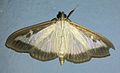 Box tree moth, Cydalima perspectalis