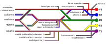 présentation schématique colorée du plexus brachial qui permet de suivre les fibres issues des différentes racines rachidiennes et leur distribution entre les différents nerfs terminaux.