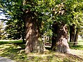 park w zespole pałacowym