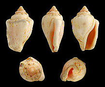 Canarium ochroglottis