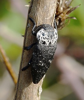 Capnodis tenebrionis