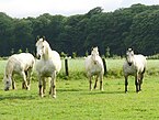 Een viertal boulonnaispaarden op een weide