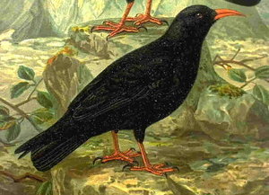 Chough.jpg