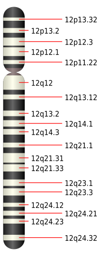 Miniatura Chromosom 12