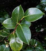 Feuillage du Camellia japonica 'Comte de Gomer' au château de Trévarez.