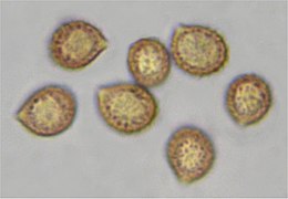 小粘柄絲膜菌（英語：Cortinarius delibutus）的擔孢子