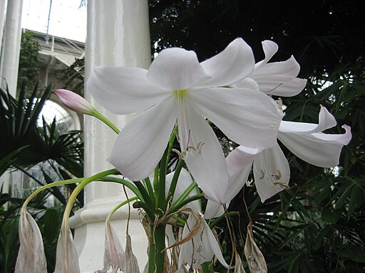 Crinum macowanii, RBGE 2009, 2