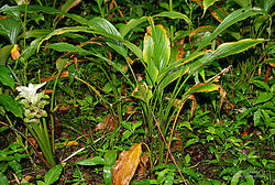 Curcuma Caesia