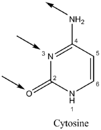 200px Cytonum2