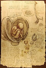 A page from Leonardo's journal showing his study of a foetus in the womb (c. 1510) Royal Library, Windsor Castle