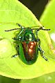 Dogbane Beetle - Chrysochus auratus