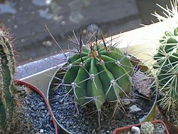 Echinopsis rhodotricha ssp. chacoana