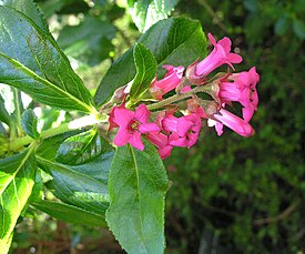 Эскаллония красная (Escallonia rubra)