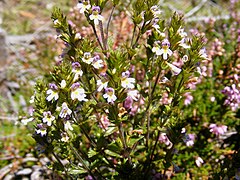 Euphrasia cebennensis (Lozère, France).