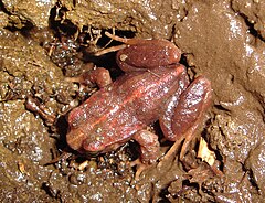 Description de l'image Eupsophus roseus.JPG.