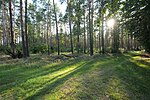 Wald Exin bei Zehdenick